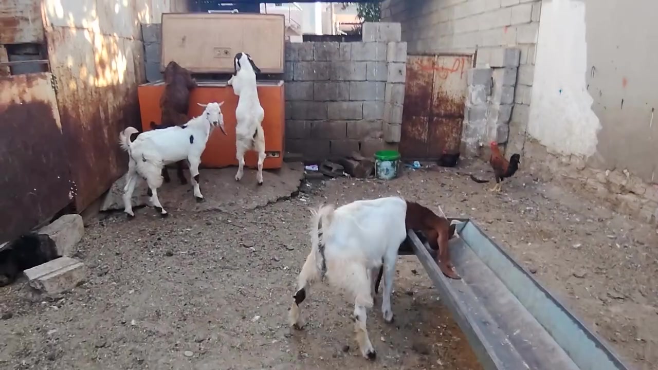مكلف بالنشر
جدايه فحله عدد 6 مالات ربط للبيع 
شرط الصحه والنظافه 
سعر الزوج 415 وبيهن مجال للشراي 
***********
كركوك
