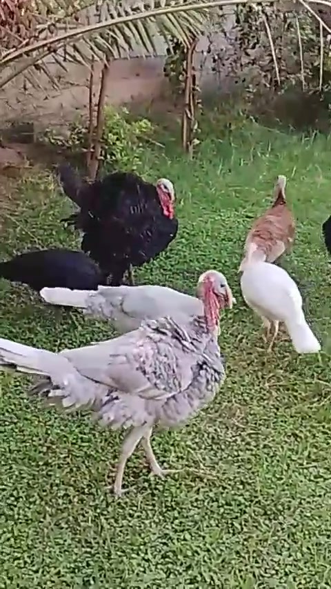 ٢ افحل • لون رصاصي • بابل محاويل
