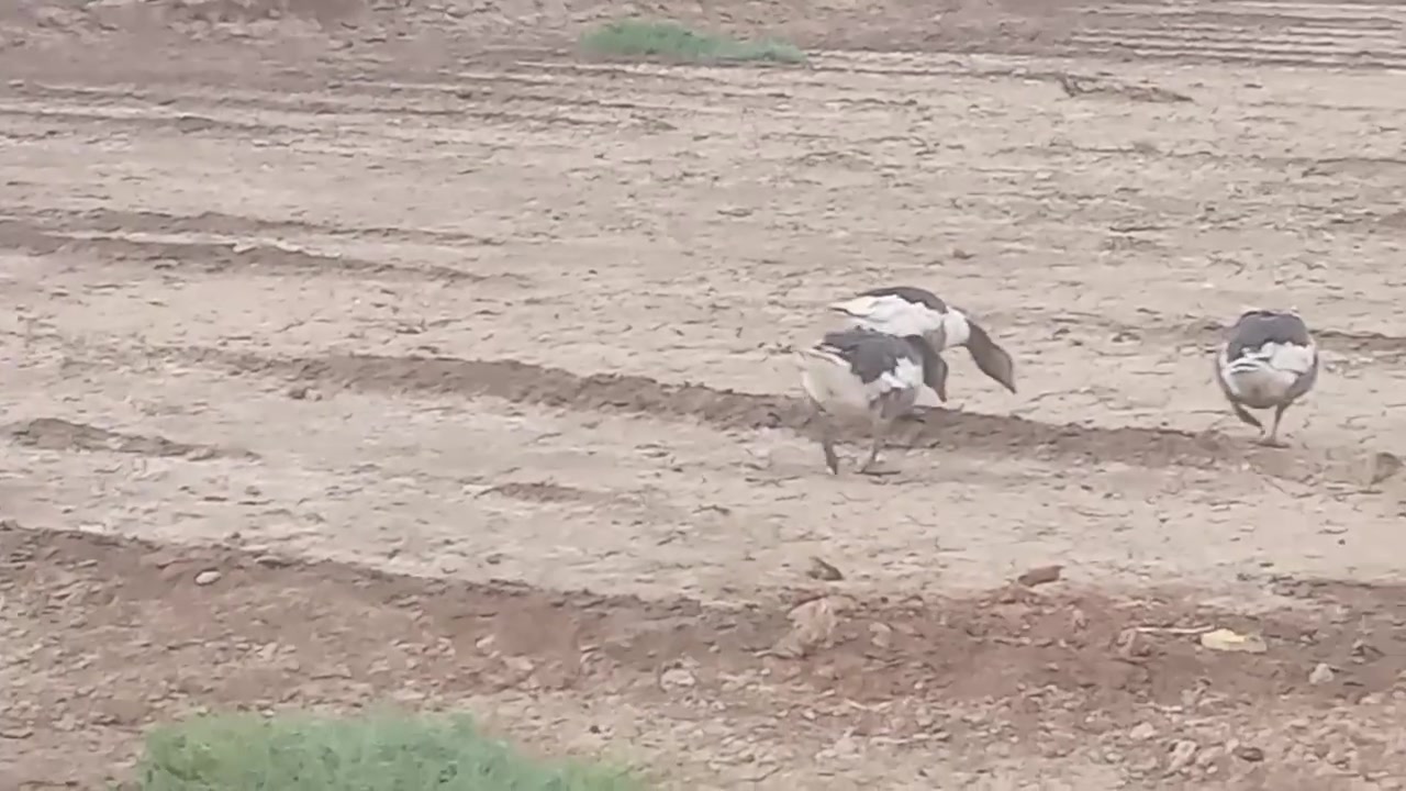 بط • خضري بري • لحي مقابيل واسط