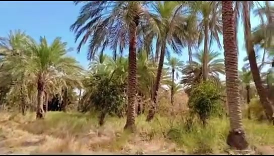 بستان • دونم ونص • بغداد-المدائن