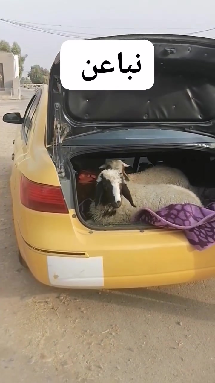بسم الله ما شاء الله
#نباع الحلال وبالخير عل مشترين اخوان عندي جميع المواشي ارباط وكصابه وجني شكد تريد عندي اتصل وبل خدمه

#المكان واسط الشحيميه قريه ١٠

(***********) اتصال /واتساب

نورونه بتعليق فضلا وليس امرن
