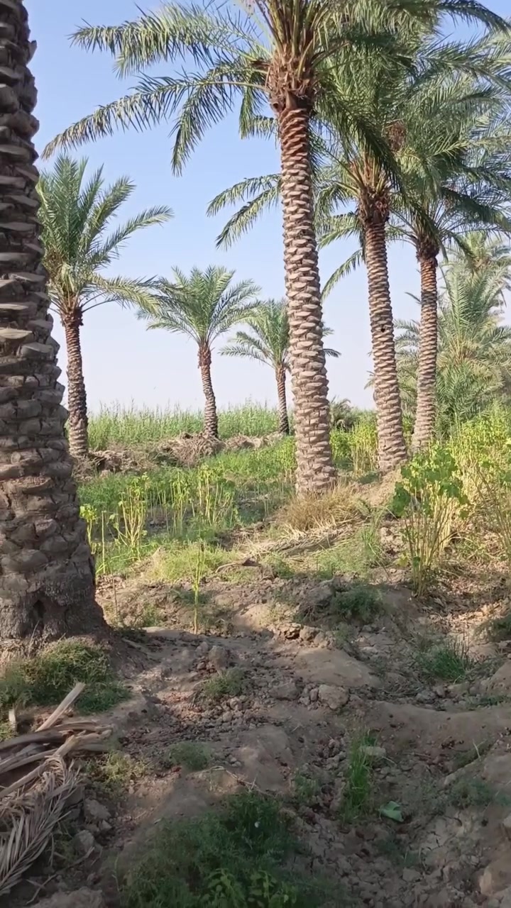 دونم • بستان • طابو سند ٢٥