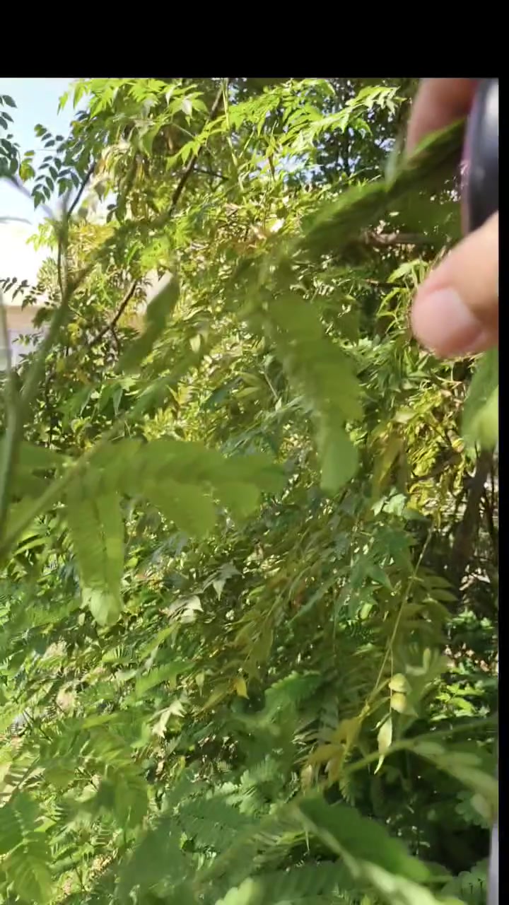 🌳 شتلات شجرة الألبيزيا متوفرة الآن! 🌳
شجرة ظليّة جميلة وسريعة النمو، مناسبة للحدائق المنزلية، الأرصفة وحملات التشجير 🌱
📏 الارتفاع: حتى 1.5 متر
💰 السعر: 1,000 دينار فقط!
🚚 يتوفر توصيل داخل تكريت
📲 للطلب والاستفسار عبر واتساب:
***********
📍 العنوان: تكريت – شارع الباشا
#الألبيزيا #شتلات #تشجير #زراعة #تكريت #حملات_التشجير #المزرعة_العضوية
