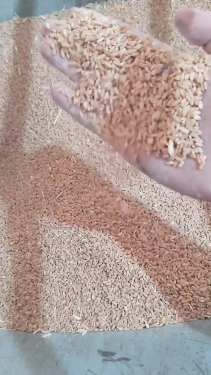 🌾 طحين الحنطة والشعير من الحَبّة الكاملة 🌾

طحن طازج من الحبوب الكاملة، بطعم أصيل وجودة نهتم بها من أول حَبّة إلى آخر كيلو.

🍞 طحين الحنطة الكامل
غني بالألياف ويُستخدم للخبز والصمون والمعجنات والوصفات المنزلية.

🌾 طحين الشعير الكامل
غني بالألياف ويُستخدم للخبز والمعجنات والعصيدة وغيرها.

💰 سعر الكيلو:
▪️ الحنطة: 1,000 دينار
▪️ الشعير: 1,250 دينار

📦 أقل طلب: 10 كغم
🚚 التوصيل على الزبون
كذالك يوجد طحن جميع الحبوب 

📍 الشرقاط – أسديرة – الوسطى الثانية – الفياض

📞 للطلب والاستفسار: *********** واتساب 

من الحَبّة الكاملة… إلى مائدتكم 🌾

