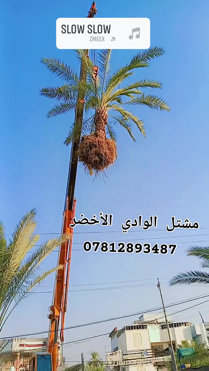 قلع اشجار النخيل  والأشجار ***********
