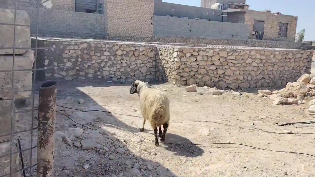 بسم الله الرحمن الرحيم
 
اخوان نعجه ..عبسه.. خشنه درجه اولى 

ربيطه بيت سمينه حلوه ومعالفه 

سن وشطر وعل كل عيب ام ثالث بطن

نعاج شالعه علا حطاط بس ما اتعهد بعشار

شراي يتواصل خاص ويدلل 

مكان حديثه ويوجد توصيل داخل حديثه وخارج

***********
