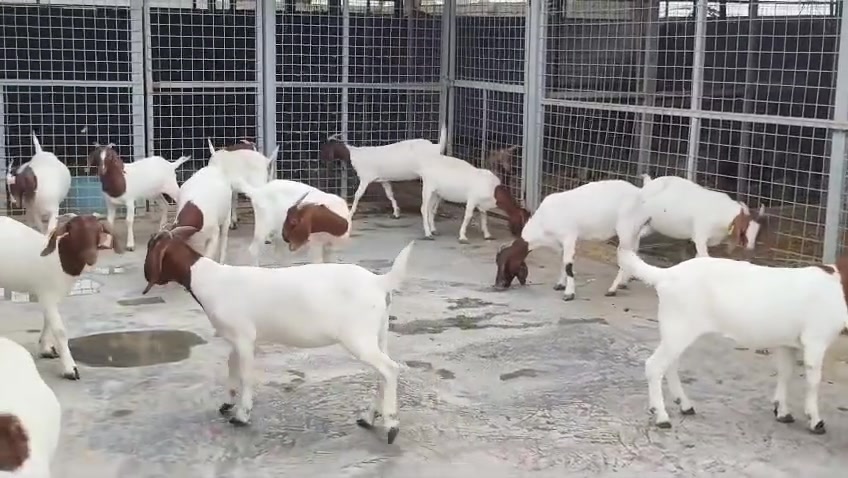 لاصحاب المزارع والنوادر⁦♥️⁩🤗
🐏🐏ماعز 🐏🐏😍😍🤩🤩🤩البور اصلي 
ستيراد جنوب أفريقيا 

شرط حوامل 
بأسعار مناسبه💶💵💵💴 
العنوان/بغداد
للاستفسار الاتصال على الارقام التاليه 📞⁦☎️⁩
*********** محمد الجواد 
***********. سعد ابو غزاله 
***********محمد الجواد 
مملكة الغزلان 
متوفر واتساب

ليس الوحيدين لكننا الافضل 💪💪💪💪
