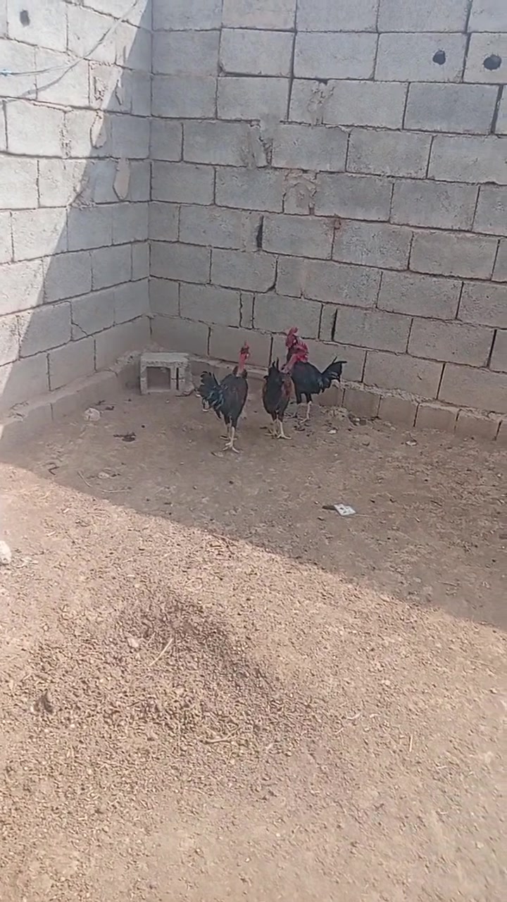 ديوكه • عرب صلي • صلاح الدين دجيل