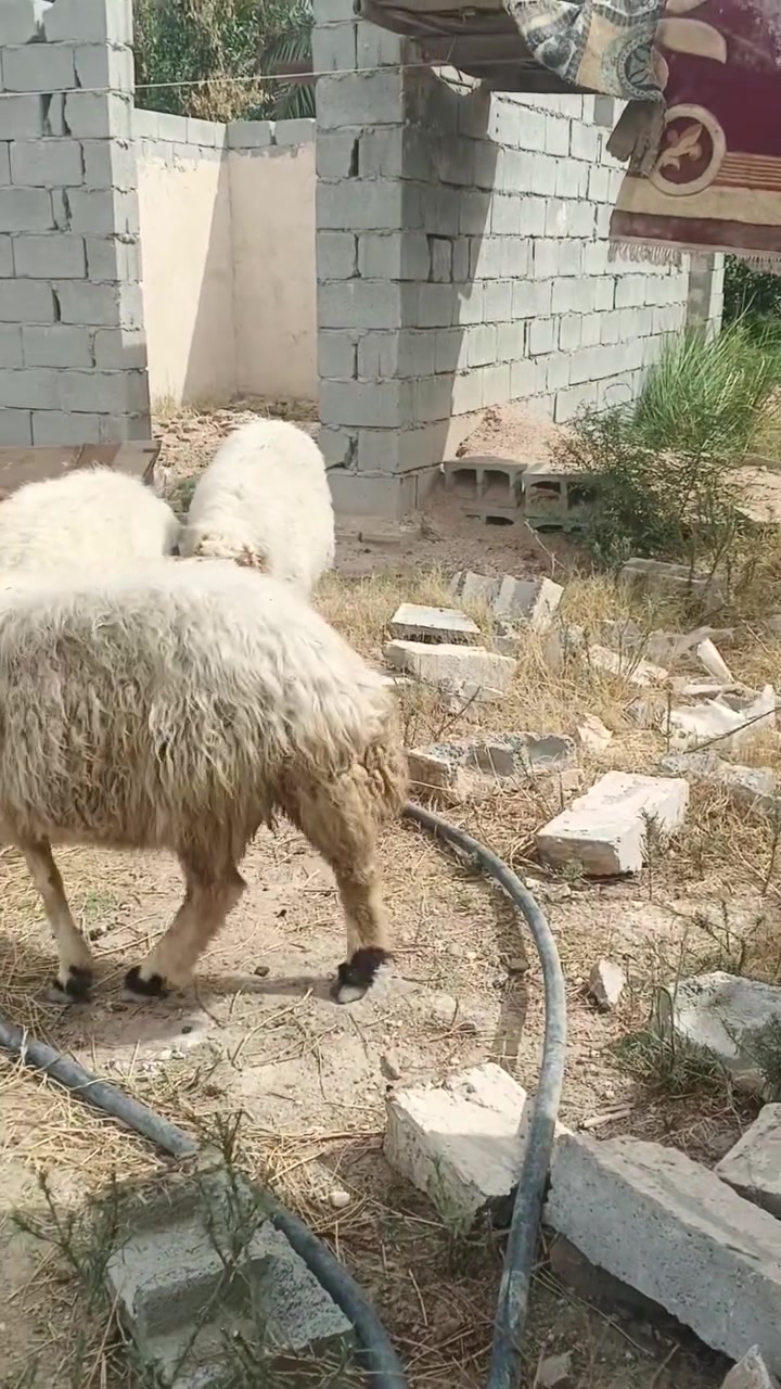 نعاج • ١٧ • فحص سونار