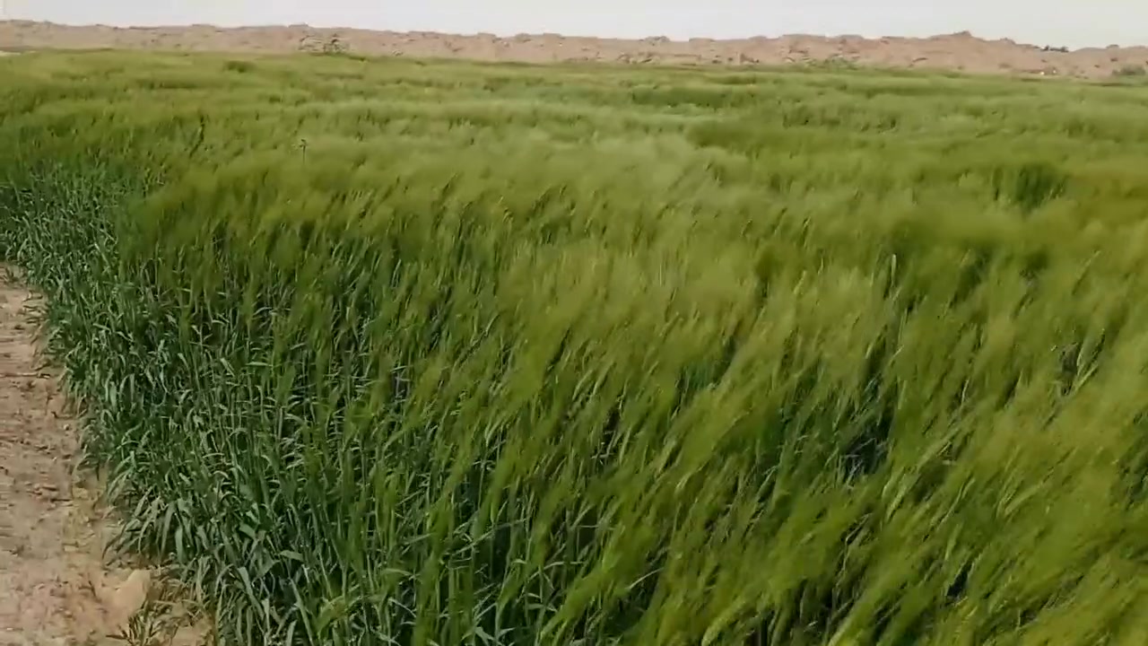 ارض زراعيه للضمان جيده جدا
ماء متوفر صيف شتاء بين الفجر والحي

 مساحتها من ٣٠ دونم لحد ال١٣٠ شكد يعجبك ااجرلك

***********
