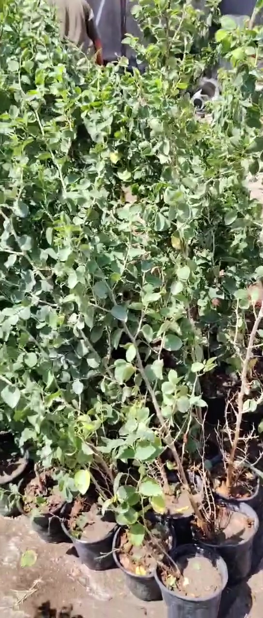تم وصول وجبة جديدة من السدر الحشري في مشتل ناطق العلواني العنوان بصرة قضاء المدينه منطقة العلوان طريق السدة الارتفاع من متر لحد مترين ونص
