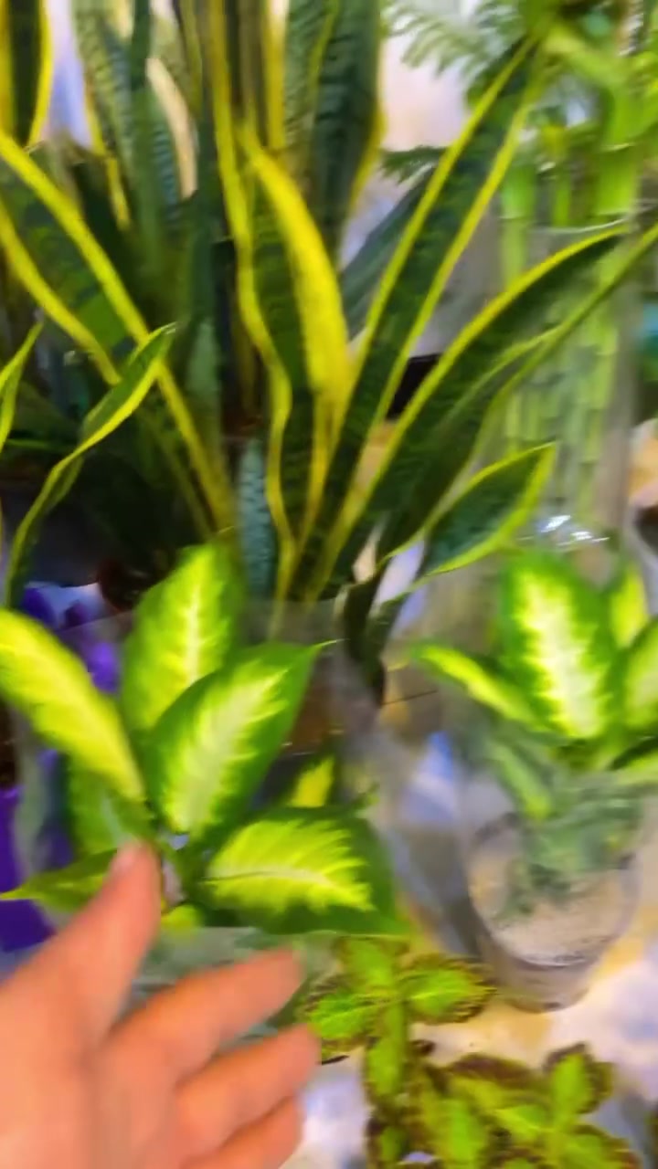 🌹💐🌿وصول وجبه جديده من النباتات الضليه  والخارجيه وبي اسعار جدا مناسبه اهم شي لا تنسون التعليقات وريد تفاعلكم  العنوان موصل حيّ السكر مقابل عطارية النبأ 🌿🌿🌿🌿🌺🌹💐🌷تابع انستا ha-ssn1999😍🥰يتوفر لدينا خدمة توصيل 🚚 ***********🥰😍🥰😍🥰😍
