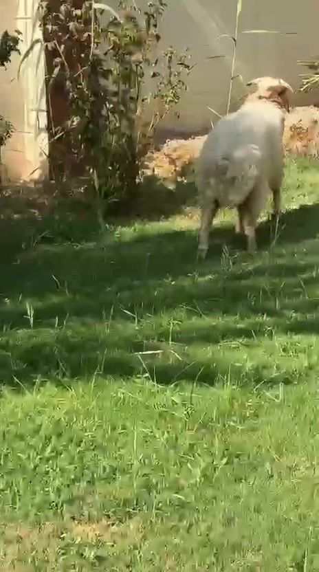 السلام عليكم طلي فحل نذاري تارس لحم خير من الله معلوف على شعير وخبز وجت وطحين شراي يتصل ويدلل ☎️☎️ 
***********
*********** واتساب 
مكان بغداد المدائن سلمان باك📍
