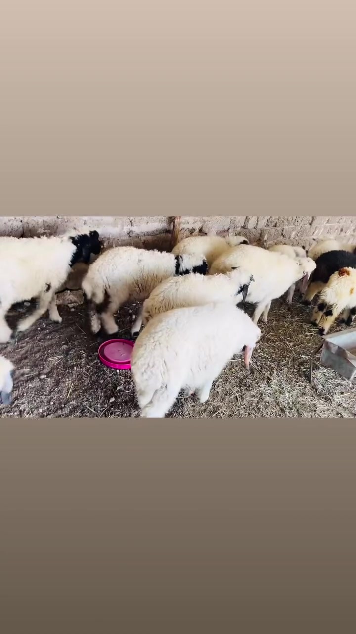6 طليان + 6 فطايم مال ربط
السعر 450 الزوج وبيهن طكة مجال اذا شلع

المكان العلم سمره 

***********
