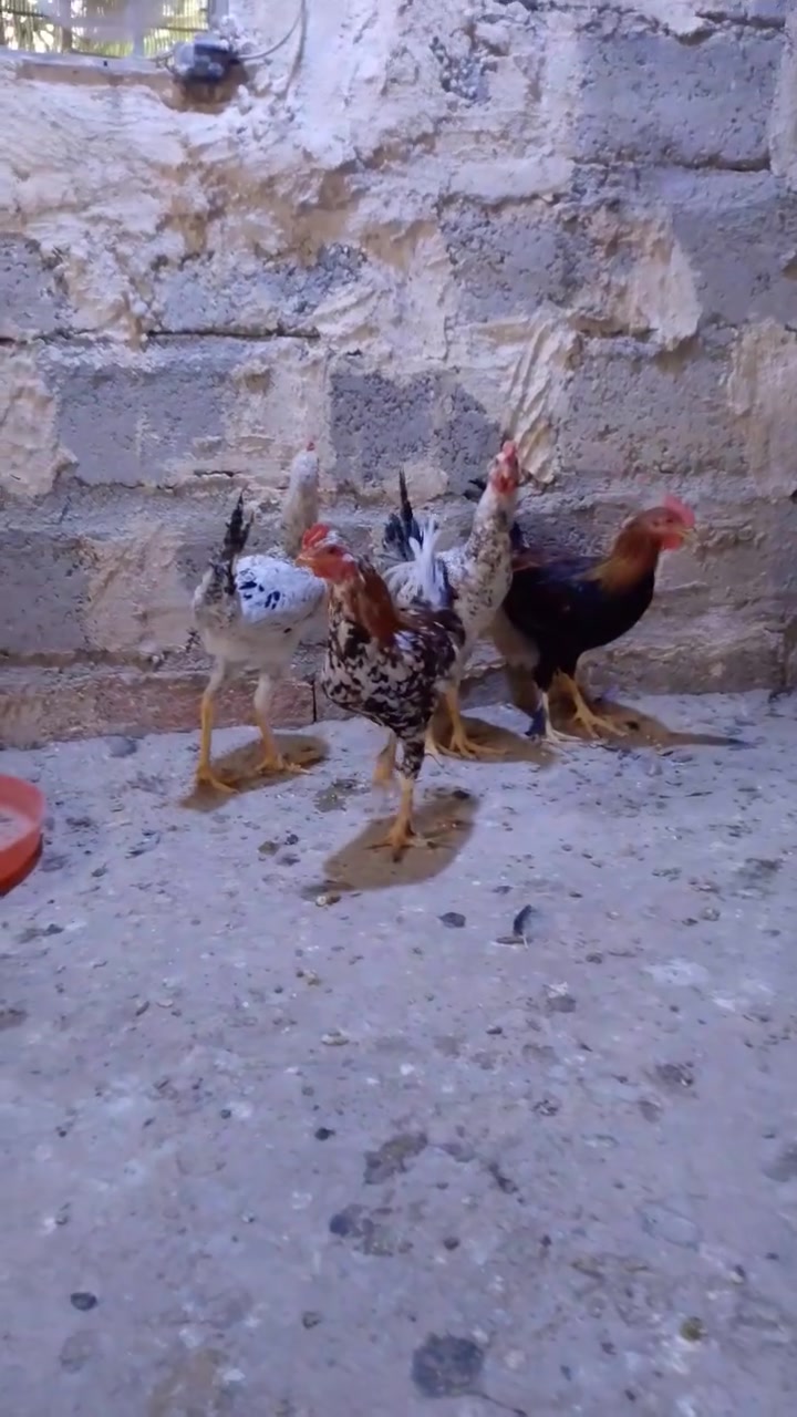 ديوچة عرب • المشاهدة • قابل للتفاوض