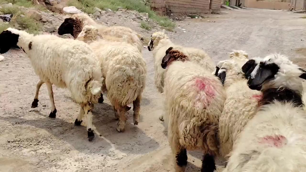 السلام عليكم اخوان للبيع غنم وراجين العدد 10 درجى أولى مال جناي شرط سن وشطر علئ كل عيب وين اليدور زين المكان صلاح الدين بيجي للاتصال ***********
