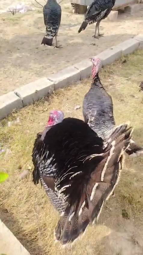 فسيفسات • ١٤ نثاية • النجف الحيدريه