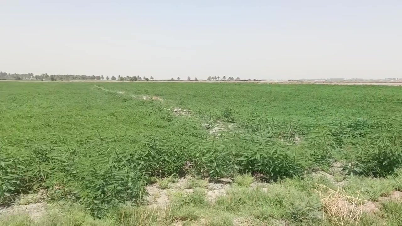 البيع 45 دونم طابو سند 25 بغداد سبع البور منطقت المصالحه وطجاج ***********
