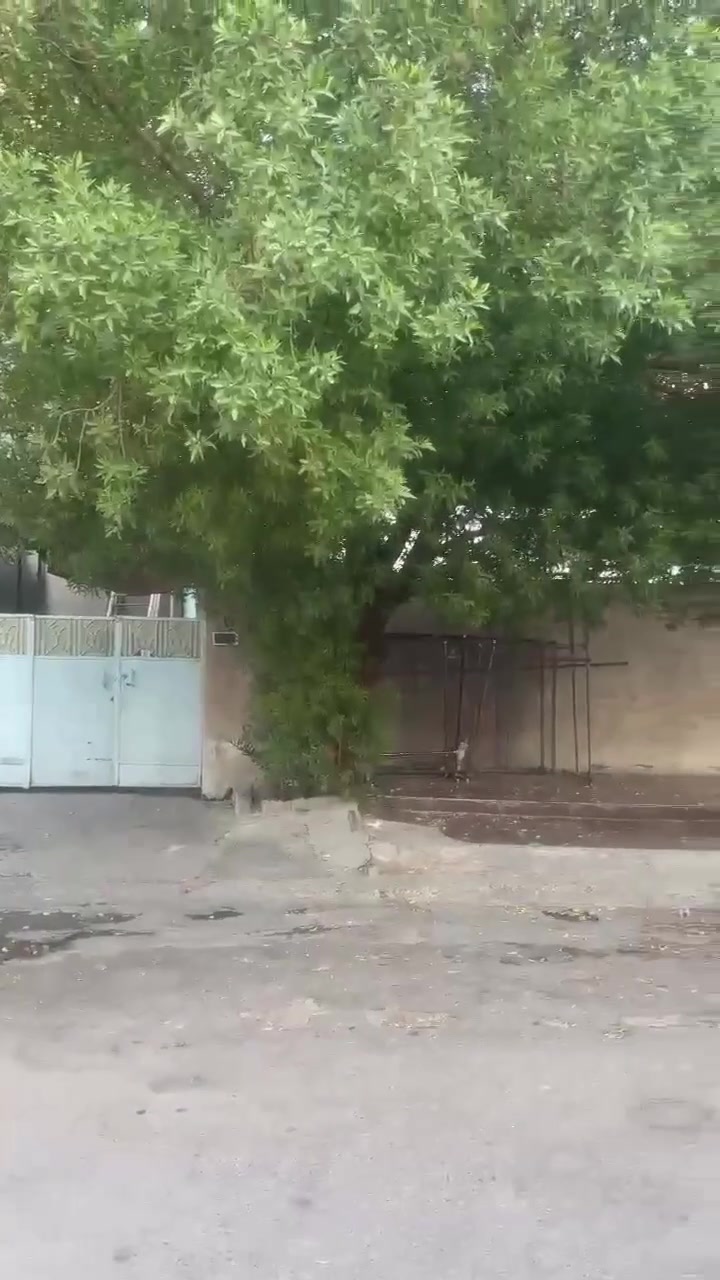 بغداد شارع فلسطين • ٤٨٨م • واجهة ١٥م
