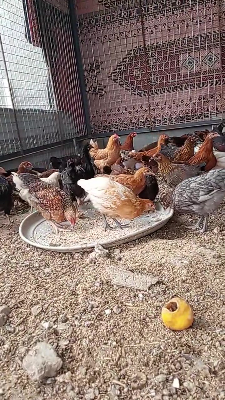السلام عليكم فراريج عرب ع وجه بيض  للبيع 
سعر زوج 15 شلع واذا لكط ب9 تك 
المكان حديثه الشيخ حديد 
***********

