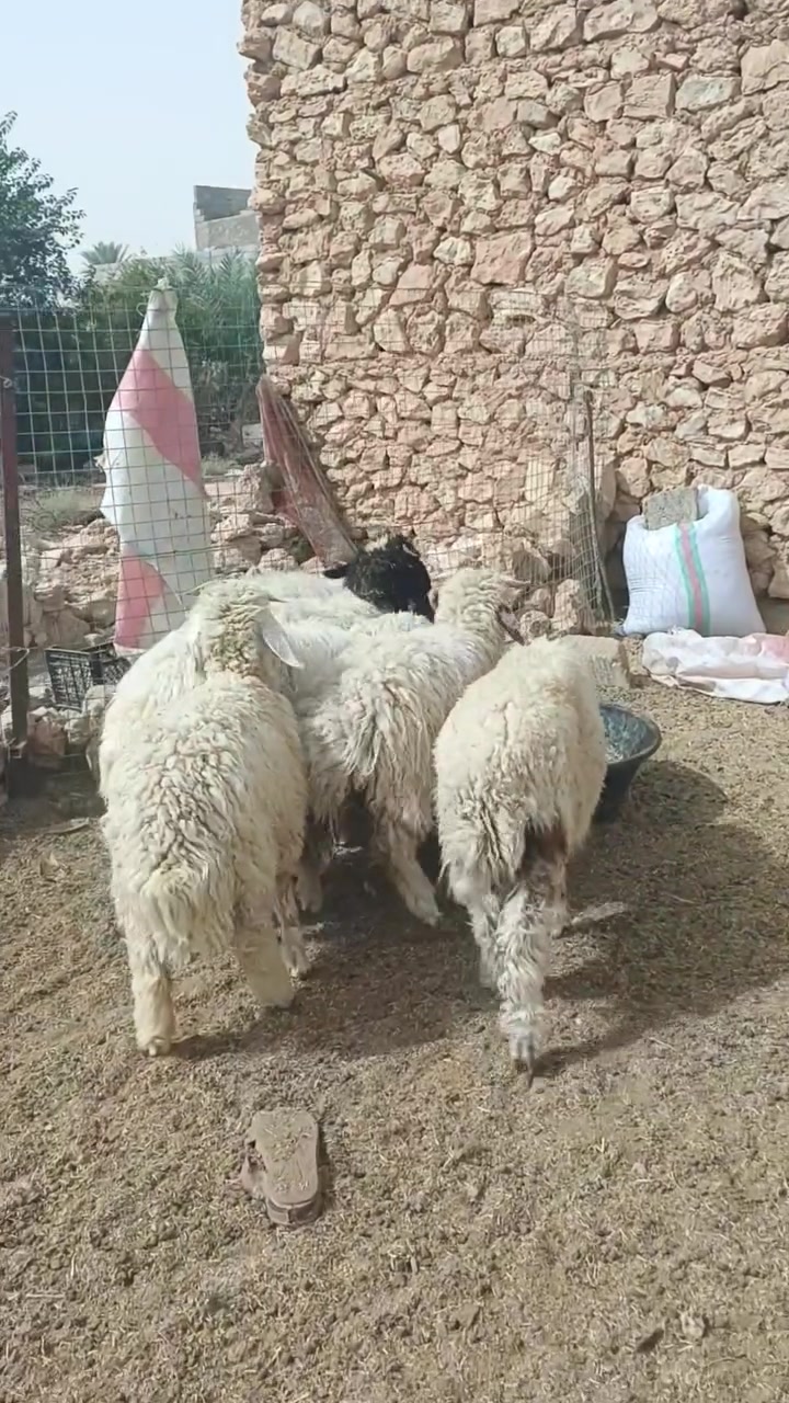 ٦ طليان • ربط • ناحية الريحانه