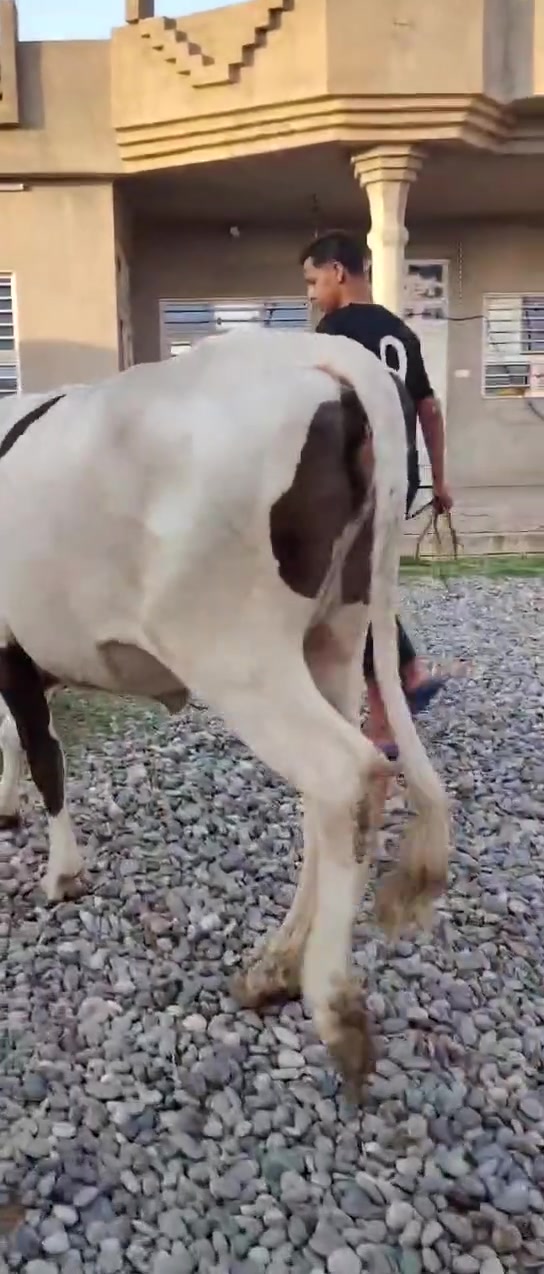 السلام عليكم 
اخوان جنايه يوجد بجر فرنسية اصليه
خط ونخله وفسفوره 
ماعون وشطر درجه اولئ 
وين جنايه وين عشاك زين
عشار كفاله 7 اشهر  انطي 6
***********
شرقاط قريه شكرا
