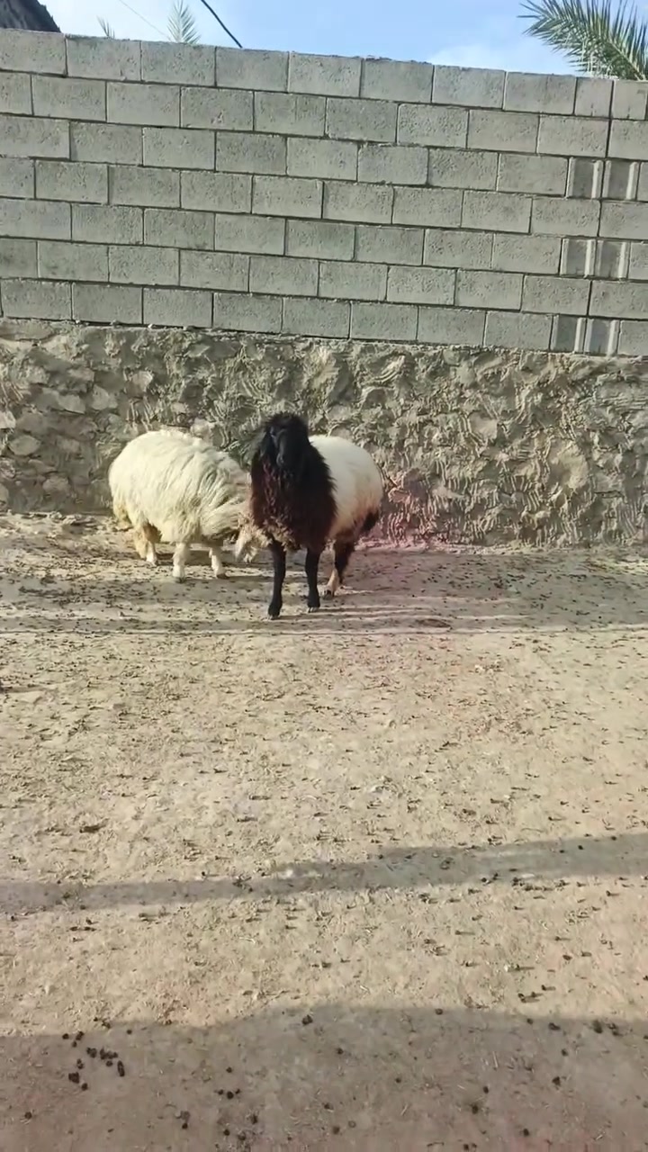 بسم الله ما شاء الله تبارك الله اخوان متاح دجات اثنين رقم واحد يرهمن كصب يرهم جنيه ما شاء الله تبارك الله سعر الزوج 865 وبيهن مجال بسيط للشراي المكان زويه ناحيه الفرات قرب قضاء هيت جزيره البونمر للشراي يتصل او يتواصل واتساب ***********  @إشارة
