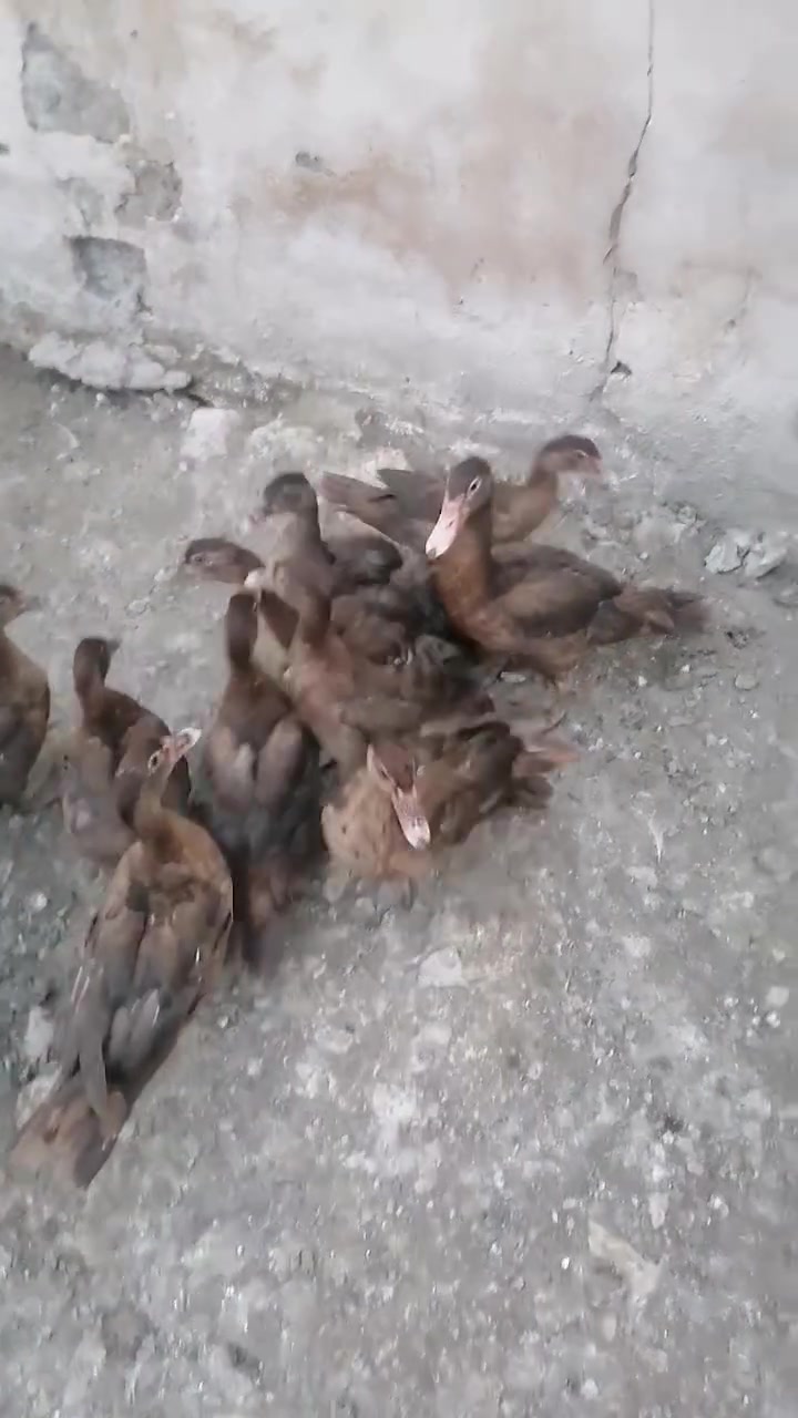 بط فرنسي • بط حلبي • بط احمر