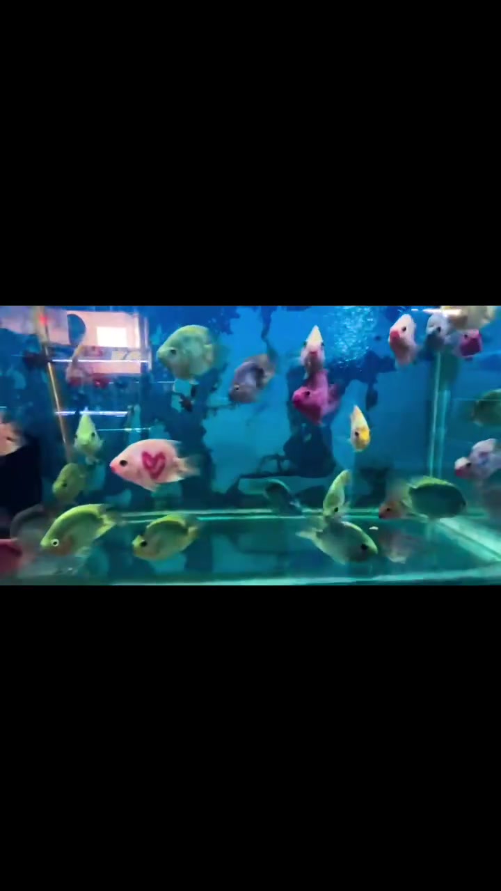 🐠سمچتك مو مجرد سمچة… هي جمال حوضك!🐠
تم وصول وجبة اسماك بغبغاء الوان حجم خشن 
😍 تريد حوضك يصير ملفت للنظر ويخبل كل من يشوفه؟
إذن اختيار الأسماك الصح هو أول خطوة! 🌊✨
🐟 أسماك زينة بألوان وأشكال مميزة
✨ اختيارات تناسب المبتدئ والهاوي ومحبي الأحواض
🎯 اختار اللي يعجبك… وإحنا نوفرلك الأفضل من الموجود
🔥 لا تشتري أي سمچة… اختار سمچة تليق بحوضك! 🔥

📍 معرض السيد لاسماك الزينه/كركوك قضاء طوز خرماتو
📞 ***********
📩 للحجز والاستفسار راسلنا خاص او واتساب 
 كل حوض إله جماله وإحنا نكمل جماله بالاختيار الصح

#أسماك_الزينة 🐠 #اسماك_العراق
#احواض_الزينة #هواة_الاسماك #عالم_الاسماك #معرض_السيد_لاسماك_الزينه

