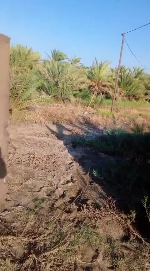 بستان البيع زراعي المساحه دونم وربع بي 80 نخله المكان اسديناويه يم مدرسه التعاون على شارع التبليط الشراي يتصل على الرقم ***********
