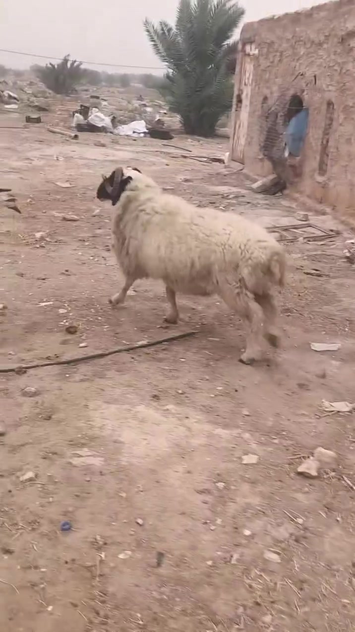الانبار عانه • جبش • فحل