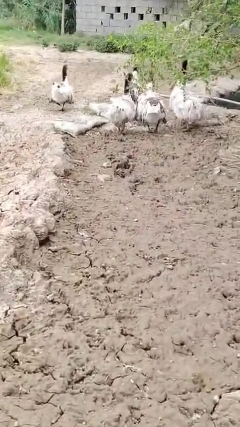 وز • ٦ إناث • ذكر واحد