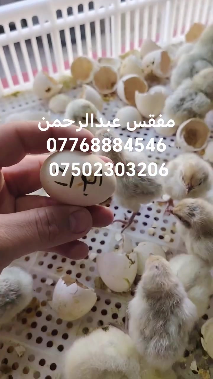مفقس بيض دجاج • ٥٠٠٠ بيضة • كوكجلي الموصل