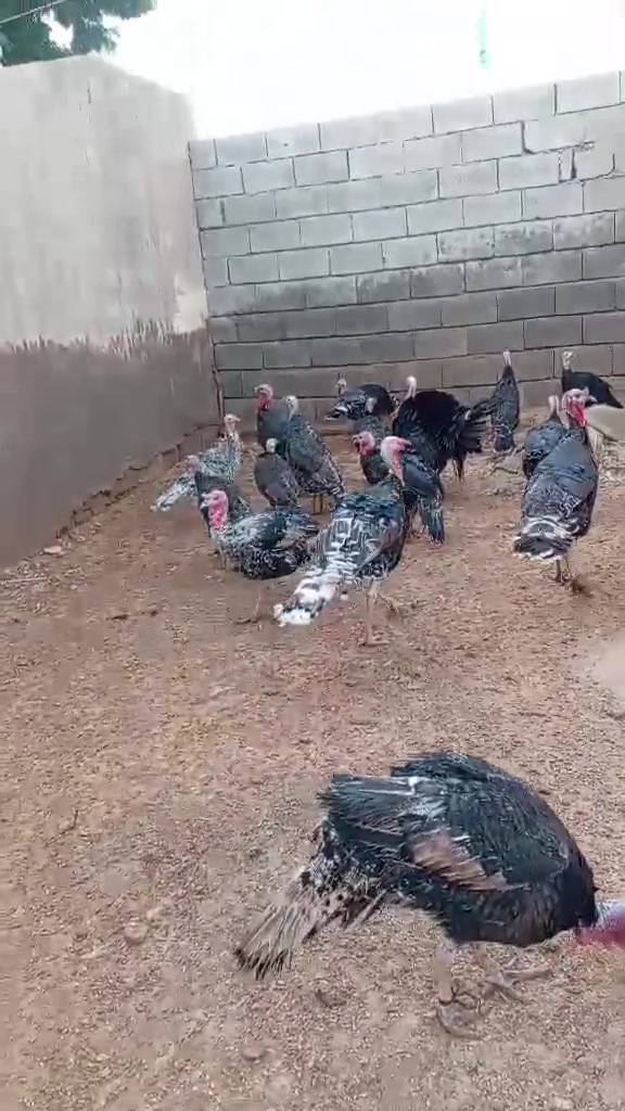 سموود • ٢٠ أنثى • ١٤ ذكر كردي