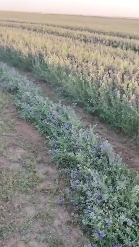 سلام عليكم ورحمة الله وبركاته
يوجد لدينا بذور درجه اولى متعهد بيه ***********
مكان بغداد ابي غريب
