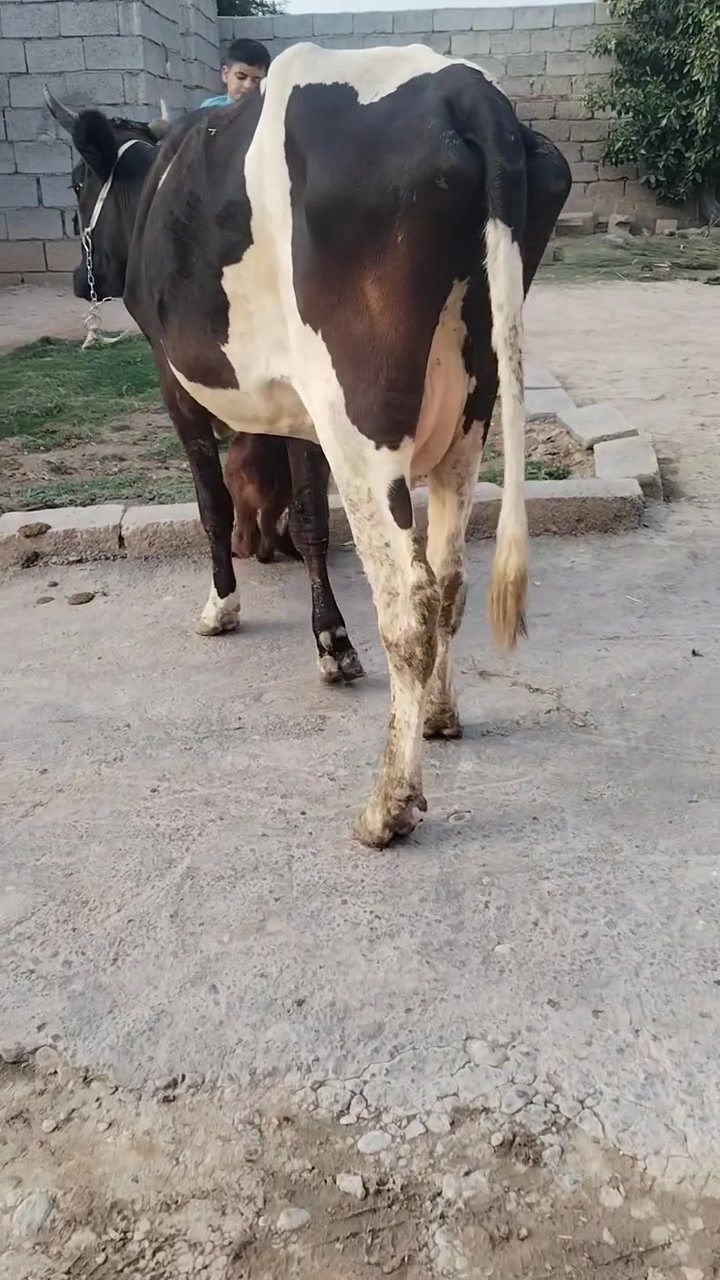 ثاني بطن • حليب مضمون • ناحية الزاب