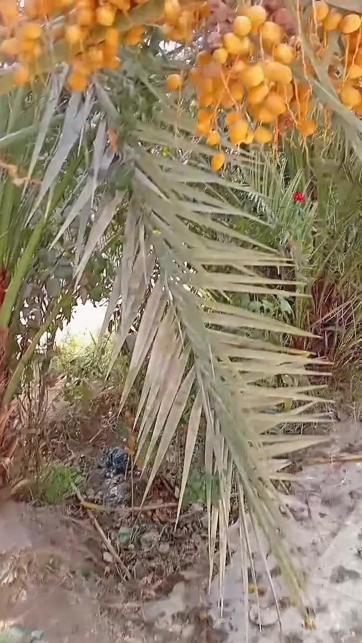 برحي حر