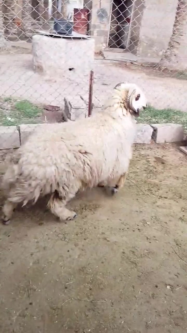 للبيع • رقم اتصال