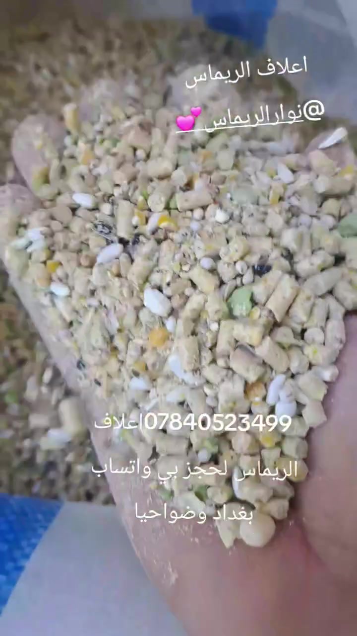 🌿 أعلاف الريماس.. السر الحقيقي لنجاح مشروعك وضاعف أرباحك!
إلى كل مربي دواجن يطمح للتميز والإنتاج الوفير.. هل تبحث عن التغذية المثالية التي تضمن لك صحة قطيعك، سرعة النمو، وأعلى إنتاج للبيض؟
مع أعلاف الريماس (متكامل المراحل، كرزات كتوت ومرحلة ثانية)، أنت توفر لطيوركم غذاءً مدروساً بعناية يحتوي على كل العناصر المفيدة لضمان:
📈 زيادة ملحوظة في الوزن والإنتاج.
🛡️ تحسين المناعة والصحة العامة للطيور.
🥚 إنتاج بيض يومي وفير وبأعلى جودة.
لا تترك نجاح مشروعك للصدفة، اختر الحل الشامل الذي يثق به أهل المهنة واجعل قطيعك في قمة الأداء!
📍 متوفر الآن لدى:
وكيل بغداد المعتمد: أبوحسين الخالدي
📞 للحجز والاستفسار:
***********
نوار الريماس 
اعلاف الريماس
