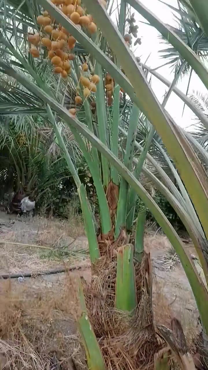 فسائل برحي • مكفول • مجذر