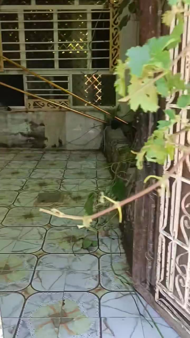 بيت للبيع • كاطون الرازي الحولي • مشمول بالتطويب