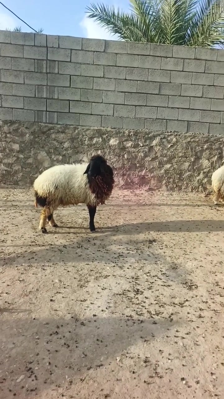 بسم الله ما شاء الله تبارك الله اخوان متاح دجات اثنين رقم واحد يرهمن كصب يرهم جنيه ما شاء الله تبارك الله سعر الزوج 865 وبيهن مجال بسيط للشراي المكان زويه ناحيه الفرات قرب قضاء هيت جزيره البونمر للشراي يتصل او يتواصل واتساب ***********  @إشارة
