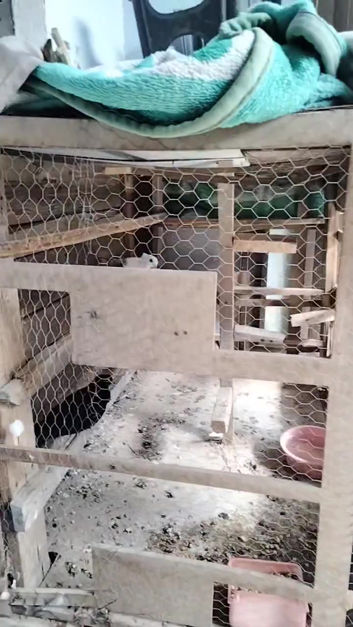 بالفيديو • كربلاء البوبيات • رخيص