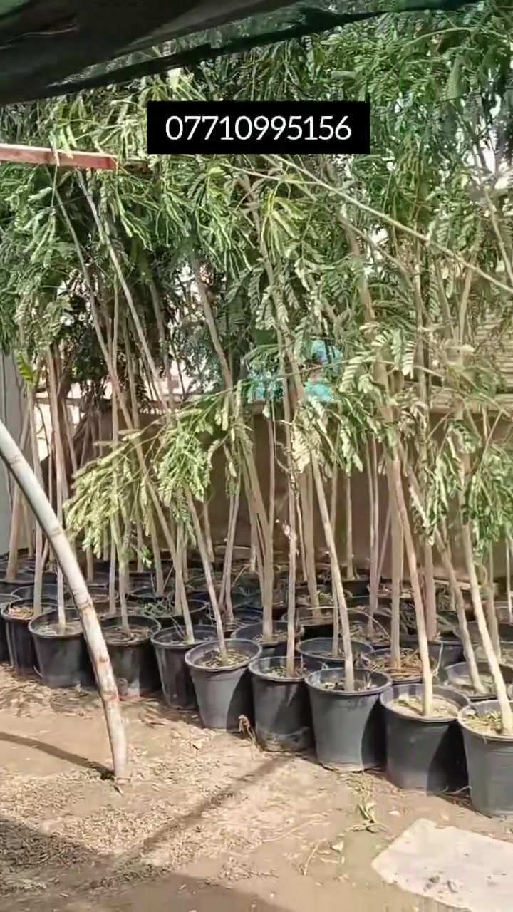 بيزيا • ٣-٤م • قلعة سكر