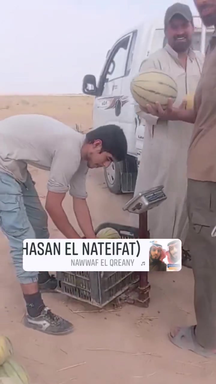 بطيخ • مال الجزيرة • شرط عسل