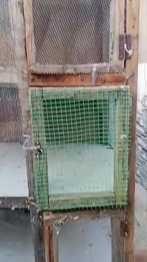 من رخصة أخونة لادمن خانات مال دجاج او طيور العدد2 سعر الوحدة 35 العنوان الناصرية الاسكان الصناعي رقم وتساب ***********
