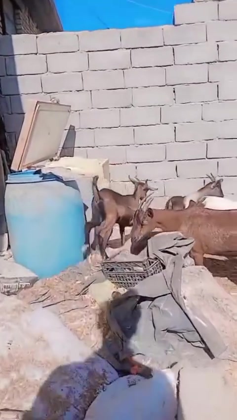 ٨ صخول • ٤ نثايه • ٤ افحل