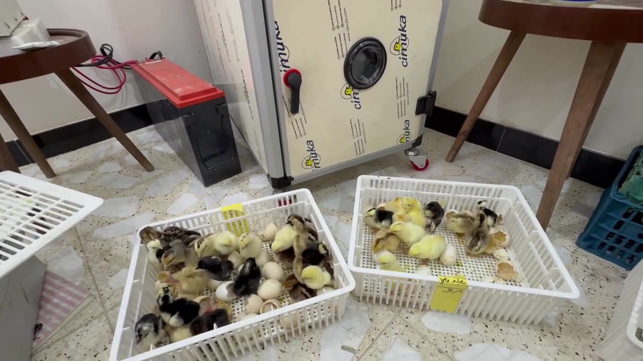 🐣 مفقس علوش  🐣

🔥 استلام البيض والدفع مقدماً 🔥

🥚 الطبقة: سعة 30 بيضة — 10,000 دينار
🥚 نصف طبقة: سعة 15 بيضة — 7,000 دينار

✅ فقاسات جيموكا بنظام حديث
✅ متابعة للبيض خلال فترة التفقيس
✅ عناية ومتابعة لحد الفقس بإذن الله

📍 بغداد – الشعب – حي الجزائر
📞 للحجز والاستفسار: ***********

🐥 احجز مكانك وخلّي تفقيسك علينا 🐥
