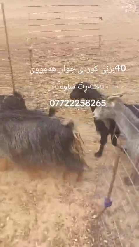 ٣٧ معز • للبيع • كلار