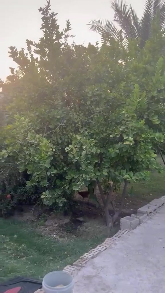 بسم الله الرحمن الرحيم
بيت للبيع  واسط قضاء العزيزية مساحته 830م طابو سند 25

بناء 200 ويحتوي ؏ــلى قاطين 4غرف وحمامات +صحيات 3  استقبال وصاله ومطبخ حار وبارد + ترك 3 متر  في منطقه برينج شارع مبلط ؏ــلى طريق الزوار بتجاه القطع قرب صيدليه هندي 

ويحتوي ؏ــلى حديقه واشجار مثمره 

الاشجار المثمره 

نخيل 6 

رمان 3 

مشمش 3 

تين 2 

ليمون عرقي 1 

حامض 25 

تكي 2 

مبار 2

تفاح 7 

من غير الفواكه المزروعه جديده ( عرموط .سندي . ليمون . لالنكي .تين .برتقال .تفاح .وغيرها )

الاستفسار الاتصال ؏ــلى الارقام التاليه 

***********

***********
